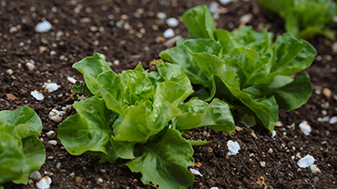 Landwirtschaft auf biologischer Basis