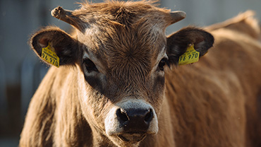 Keine Mast der Tiere