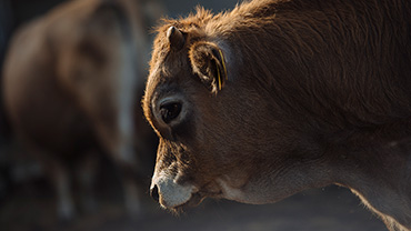 Interesse an Zuchttieren