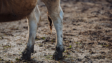 Interesse an Zuchttieren