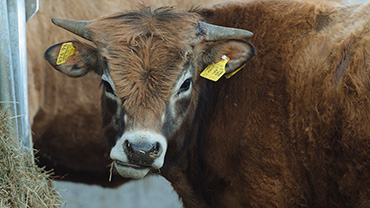 Interesse an Zuchttieren