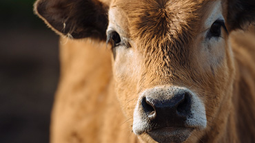 Interesse an Zuchttieren