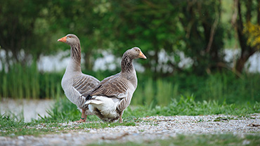 Bayerische Landgans