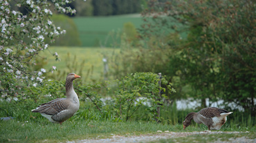 Bayerische Landgans